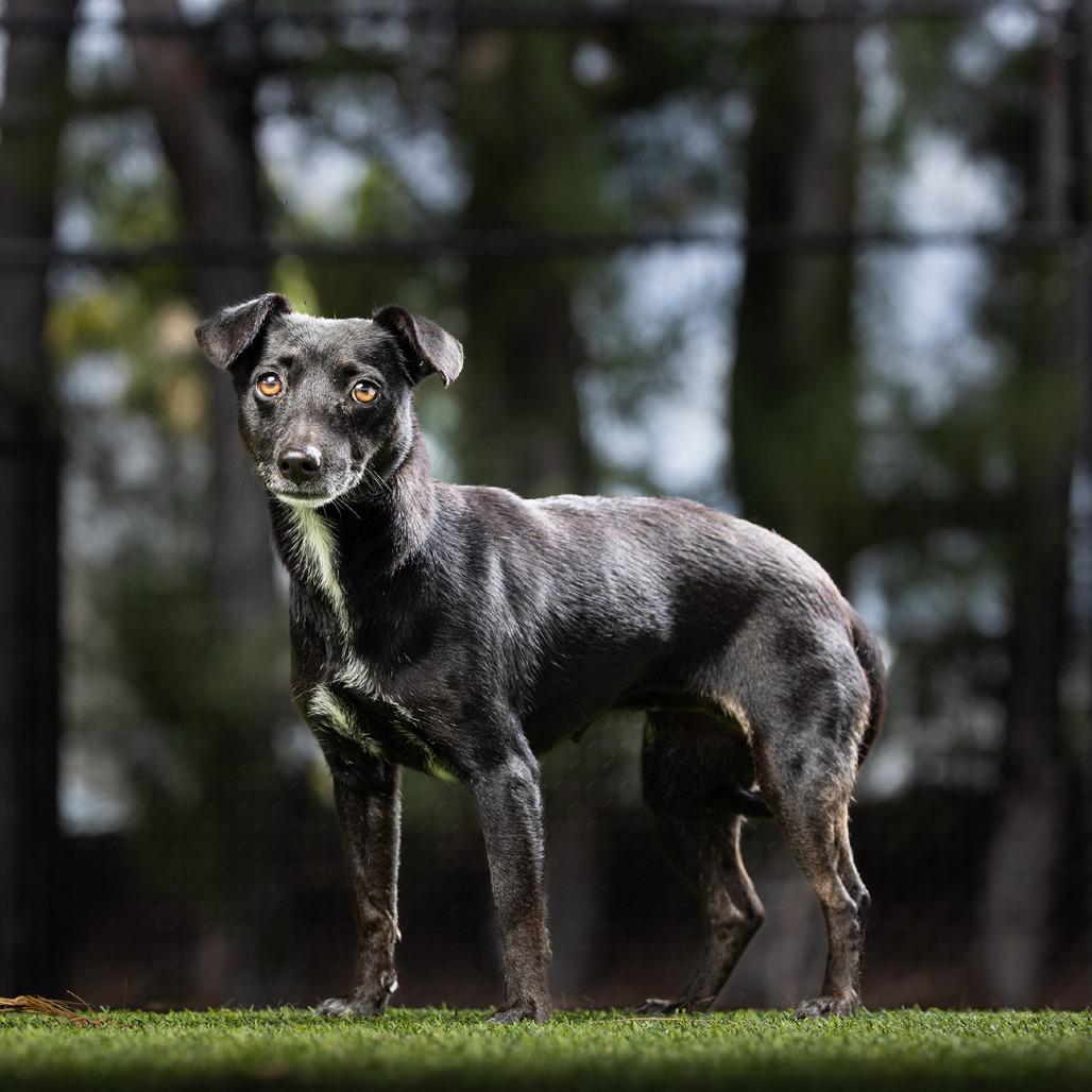 Onyx — thumbnail 5