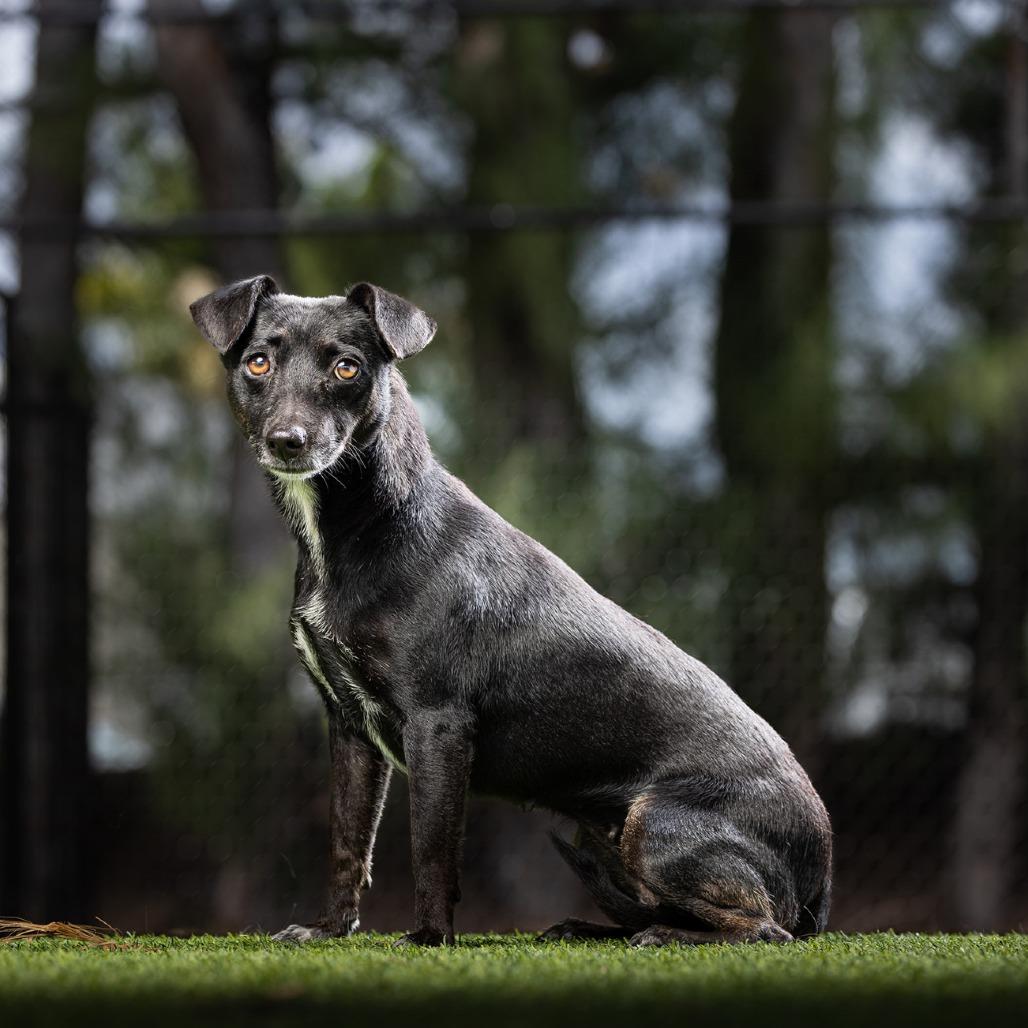 Onyx — thumbnail 6