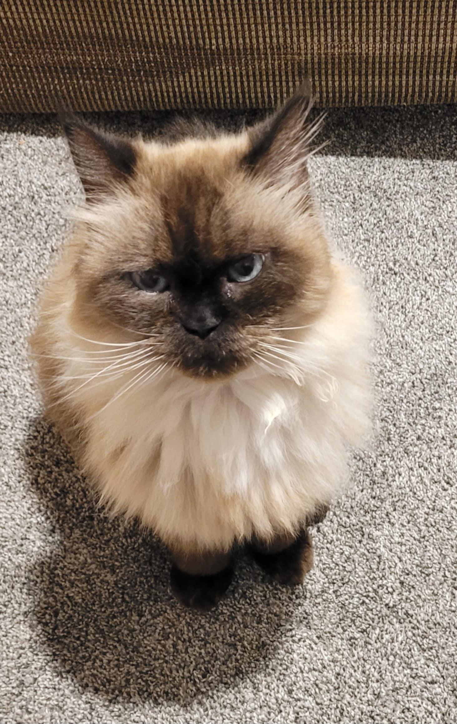 Enlarge Princess Cleo, a Adoptable Himalayan in West Des Moines, IA image 1/3