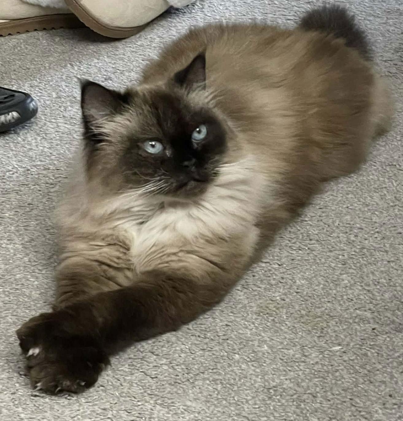 Princess Cleo thumbnail 4