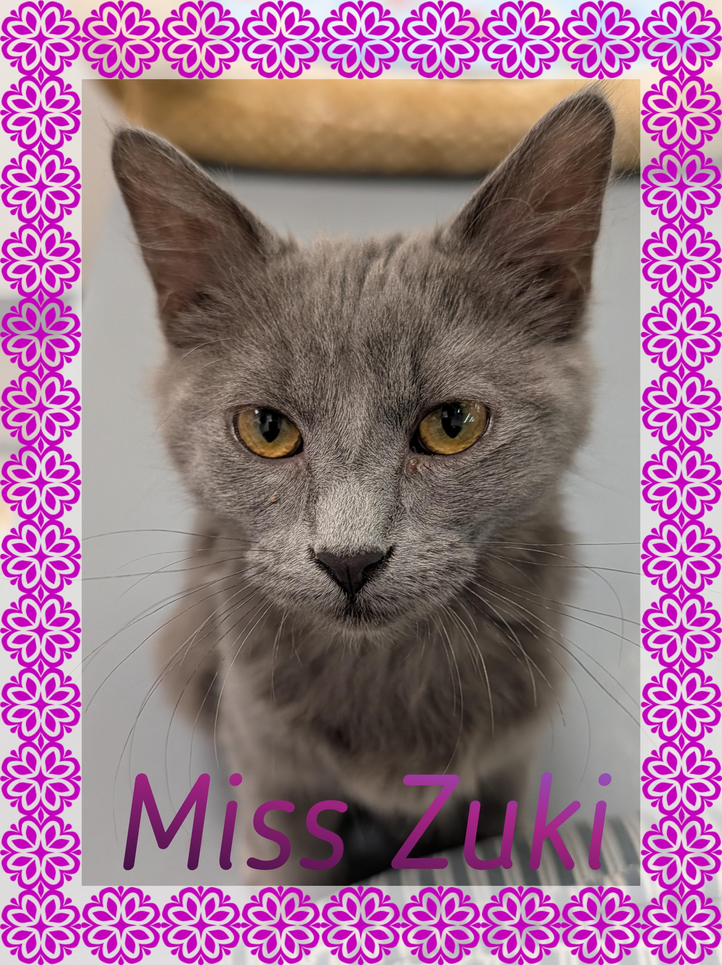 Zuki, Adoptable, Young Female Domestic Medium Hair.