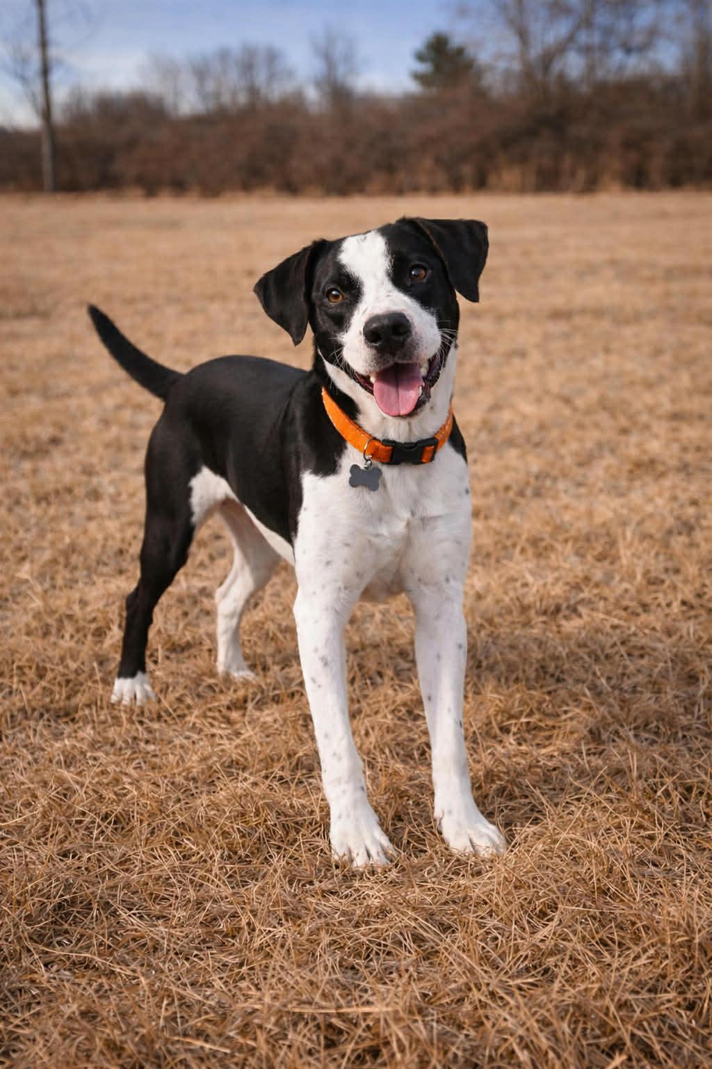 Butler, ADOPTABLE, Young Male Hound.