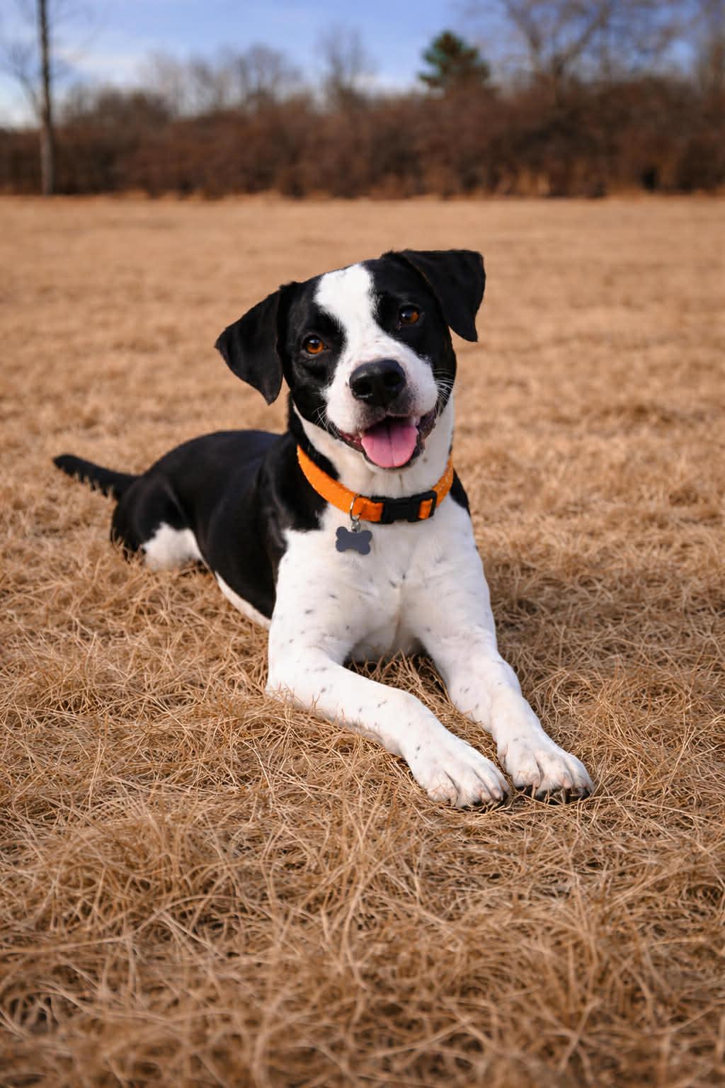 Enlarge Butler, a ADOPTABLE mixed breed in Millington, TN image 3/4