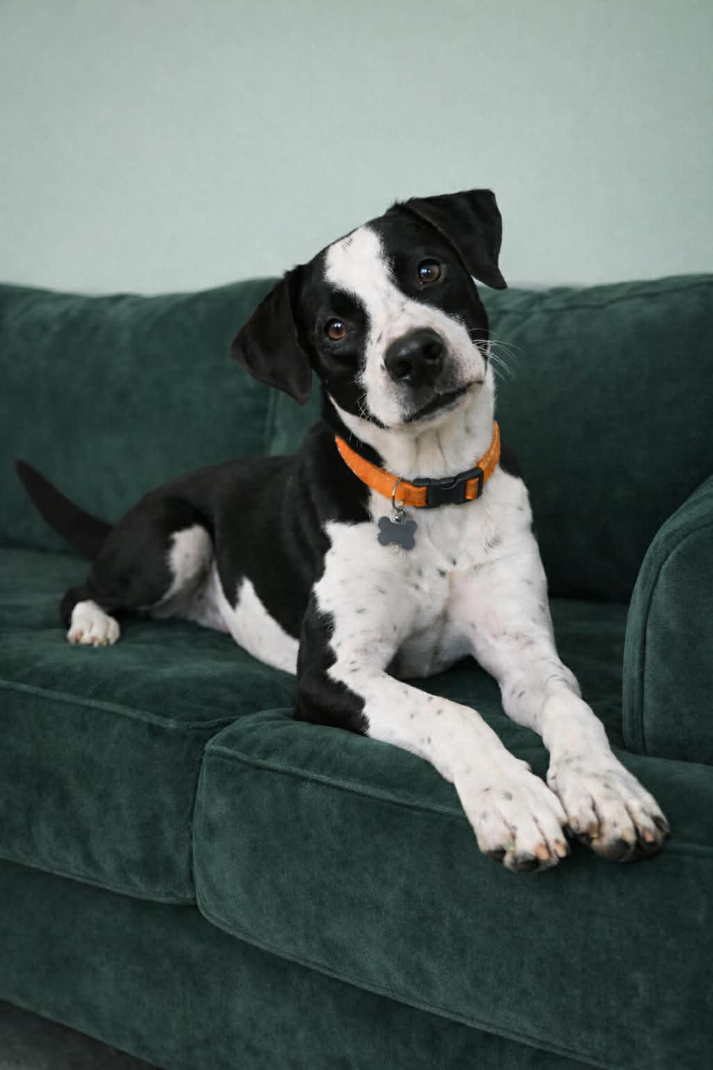 Enlarge Butler, a ADOPTABLE mixed breed in Millington, TN image 4/4