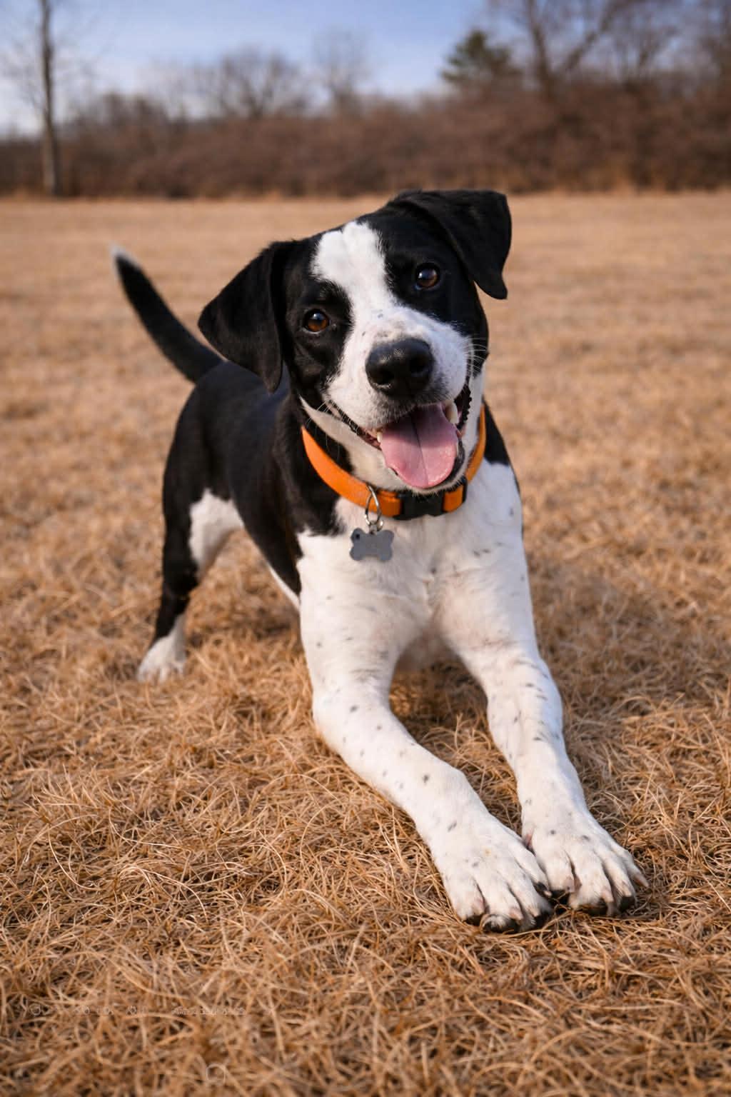Enlarge Butler, a ADOPTABLE mixed breed in Millington, TN image 2/4