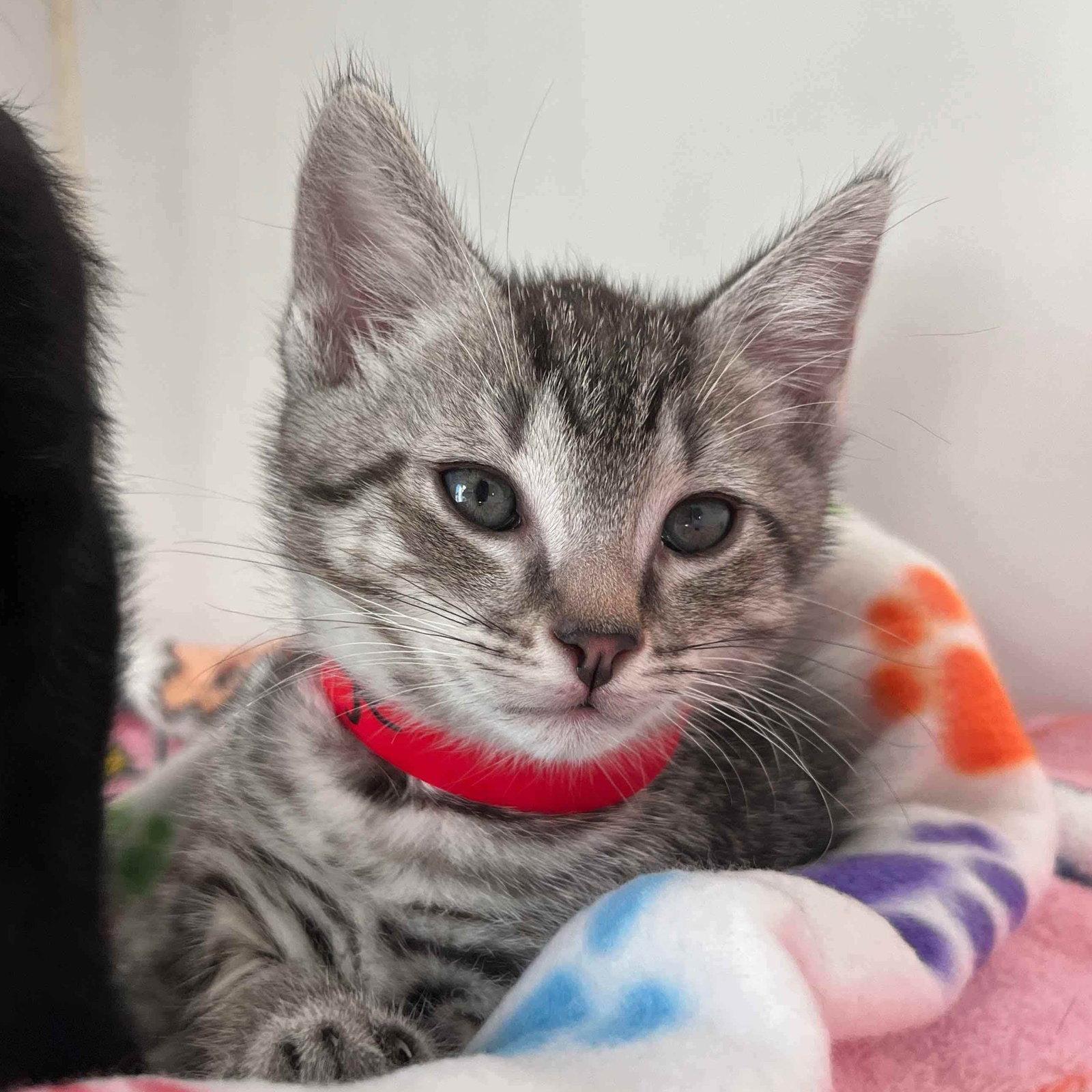 Enlarge Grunge (bonded w/ Elmo), a Adoptable Domestic Short Hair in Oakland, CA image 1/2