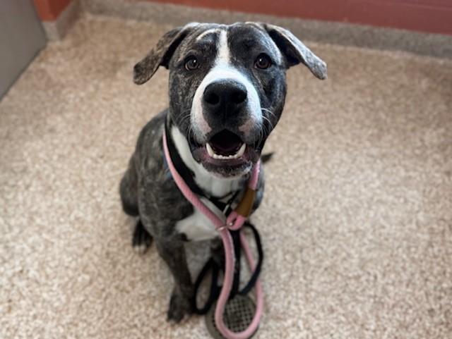 OTIS, Adoptable, Young Male Pit Bull Terrier.