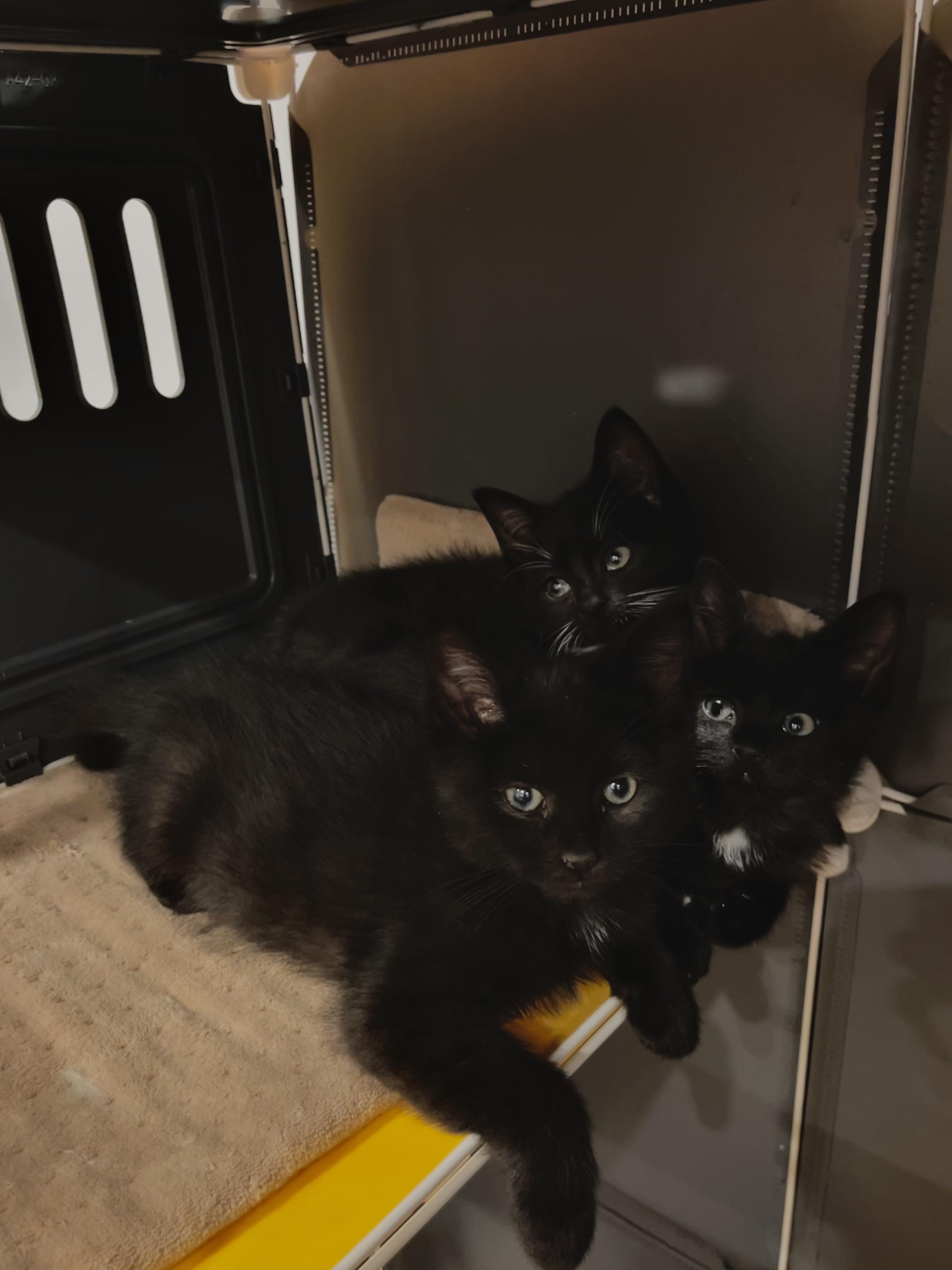 Enlarge Pebble, an adopted Domestic Short Hair in Long Island City, NY image 1/3