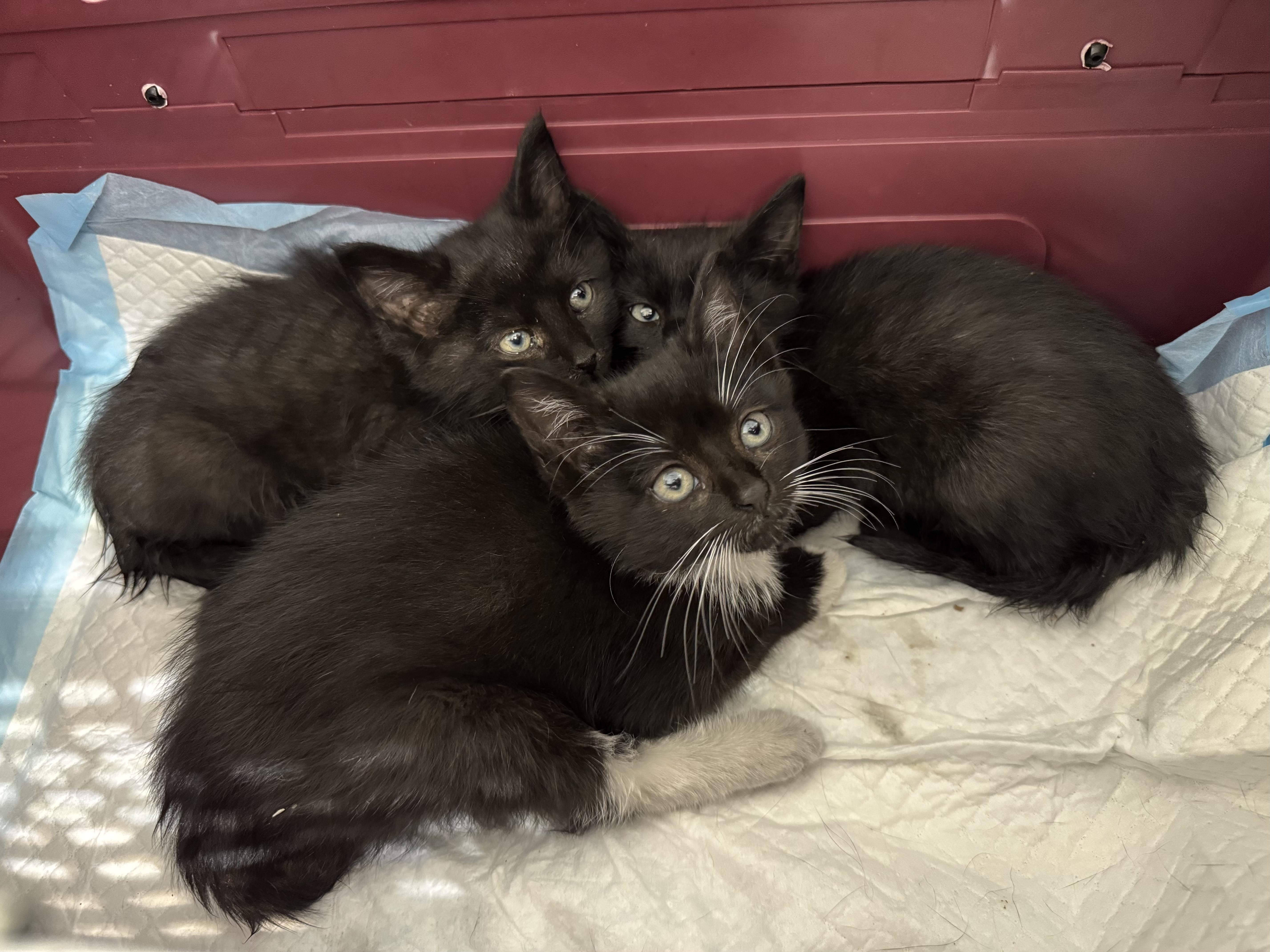 Enlarge Pebble, an adopted Domestic Short Hair in Long Island City, NY image 2/3