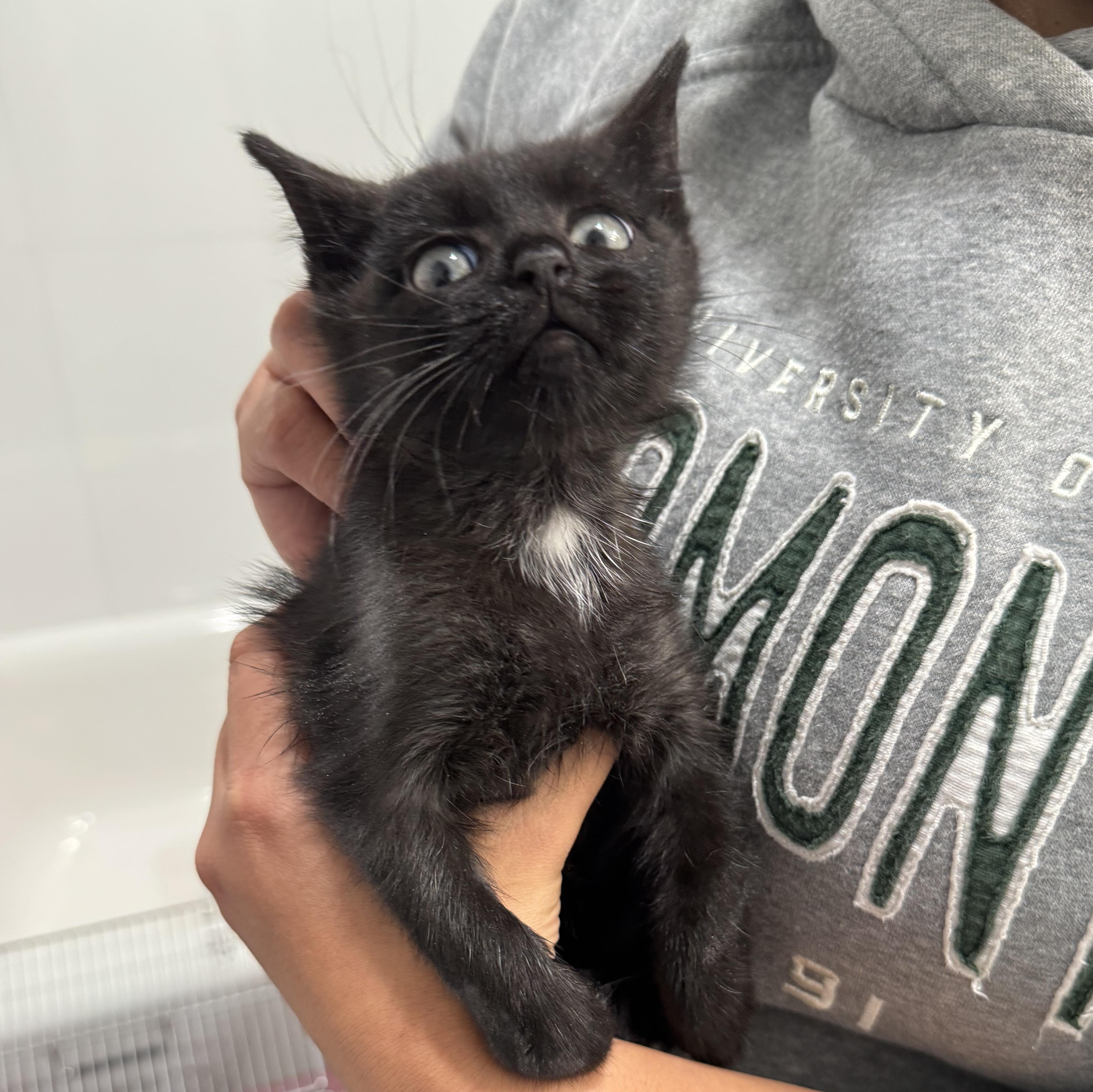 Enlarge Pebble, an adopted Domestic Short Hair in Long Island City, NY image 3/3