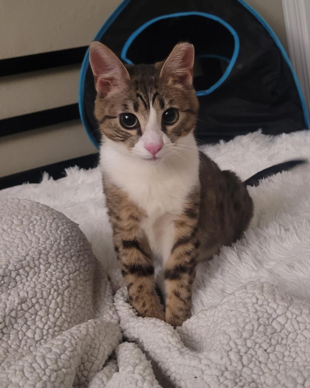 Charly, adopted, Young Male Domestic Short Hair.