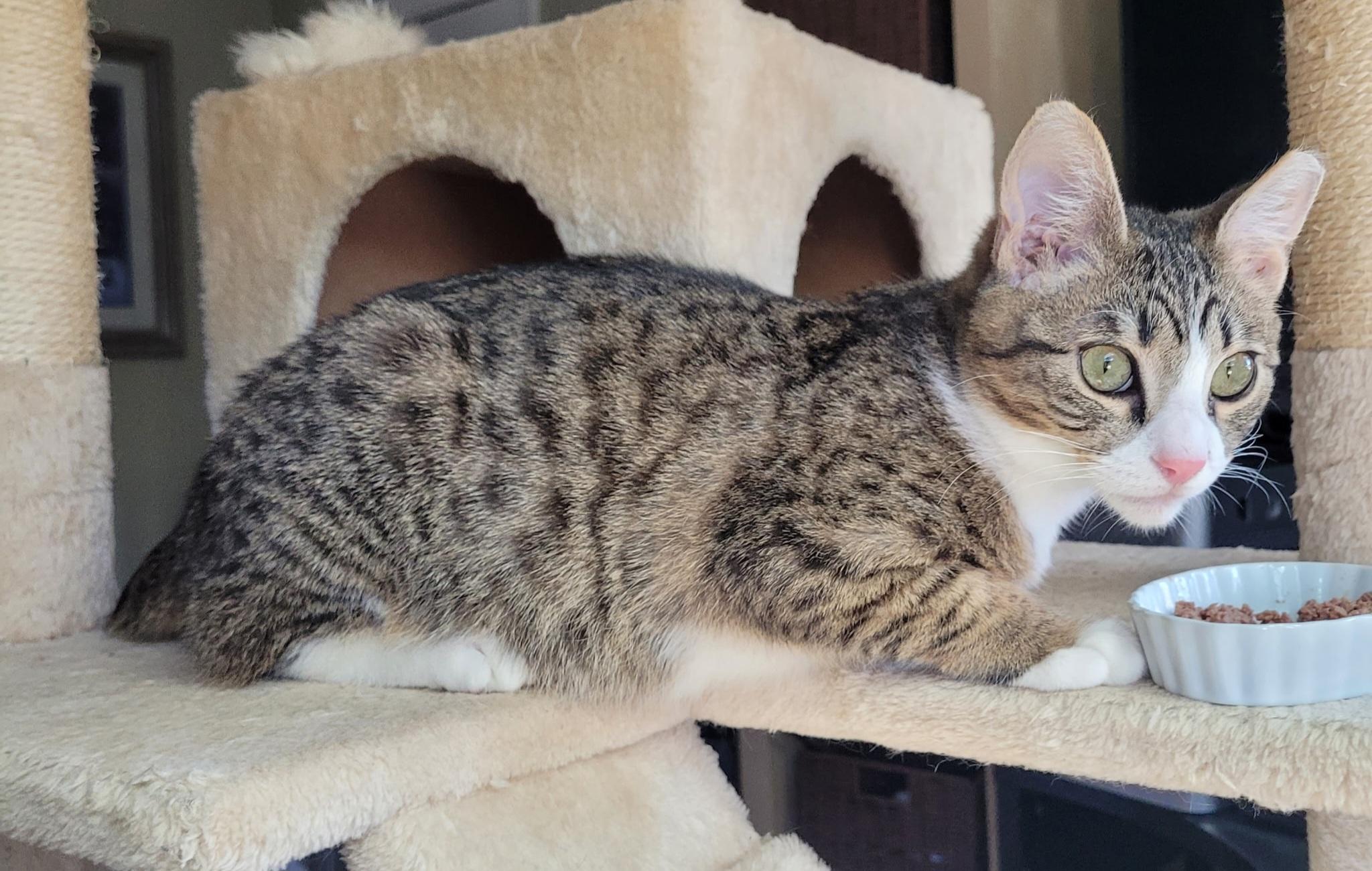 Enlarge Charly, an adopted Domestic Short Hair in Vacaville, CA image 3/4