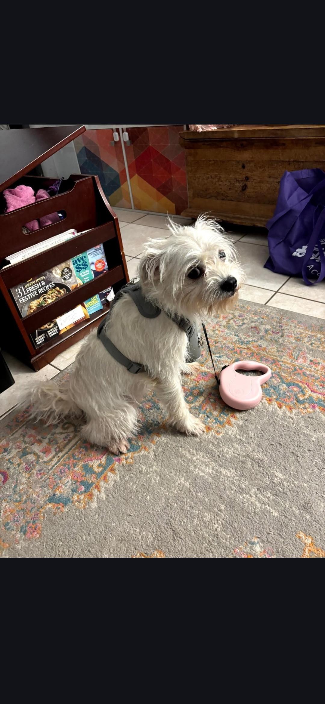 Honey, Adoptable, Adult Male Pug & Schnauzer.
