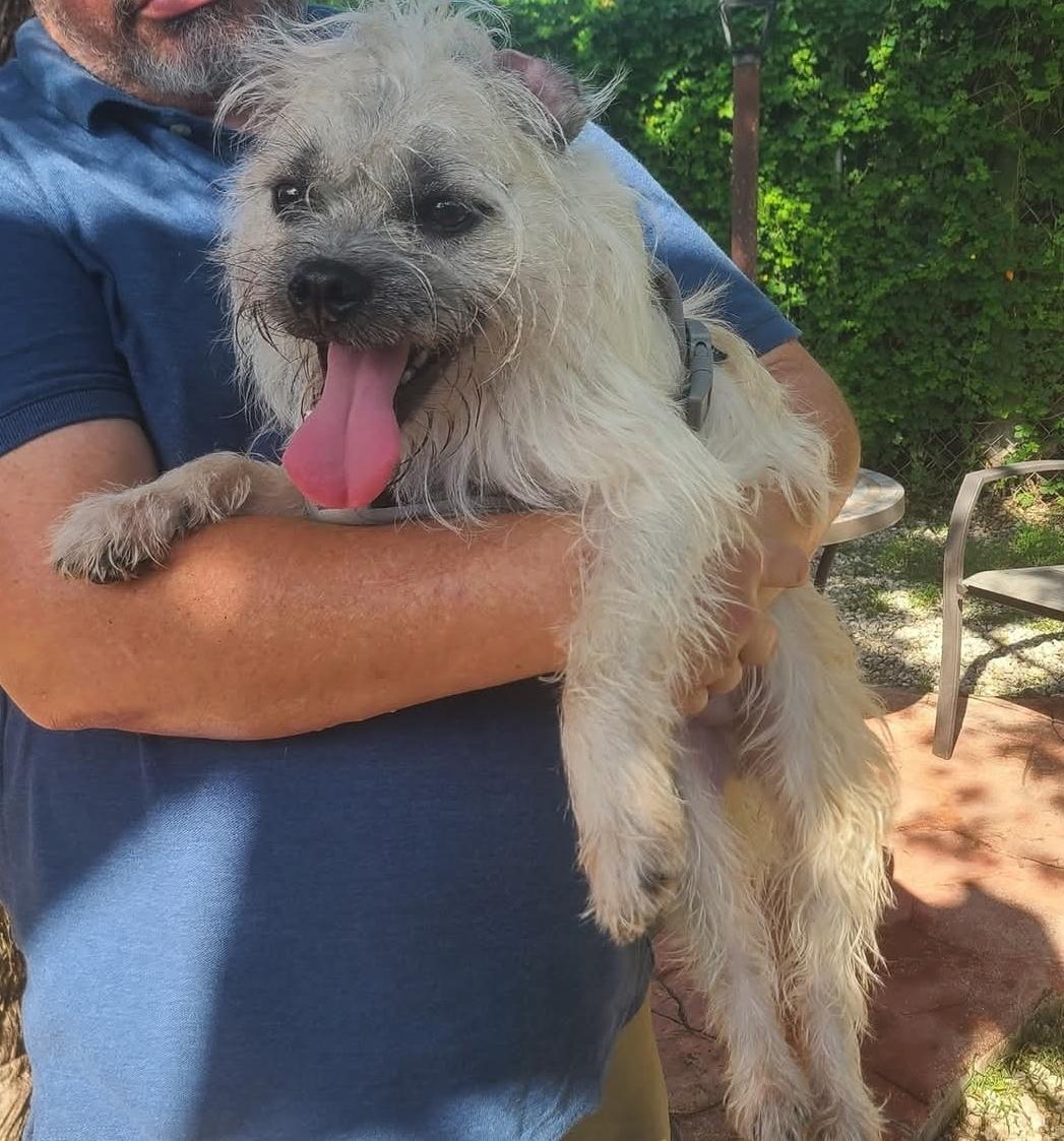 Honey, a Adoptable mixed breed in Miami, FL image 1/2