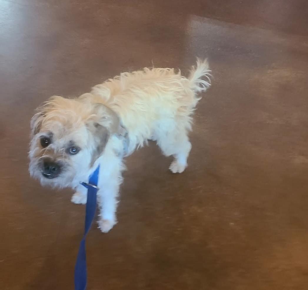 Honey, a Adoptable mixed breed in Miami, FL image 2/2