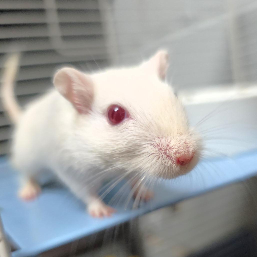 Zero, Adoptable, Baby Male Gerbil.