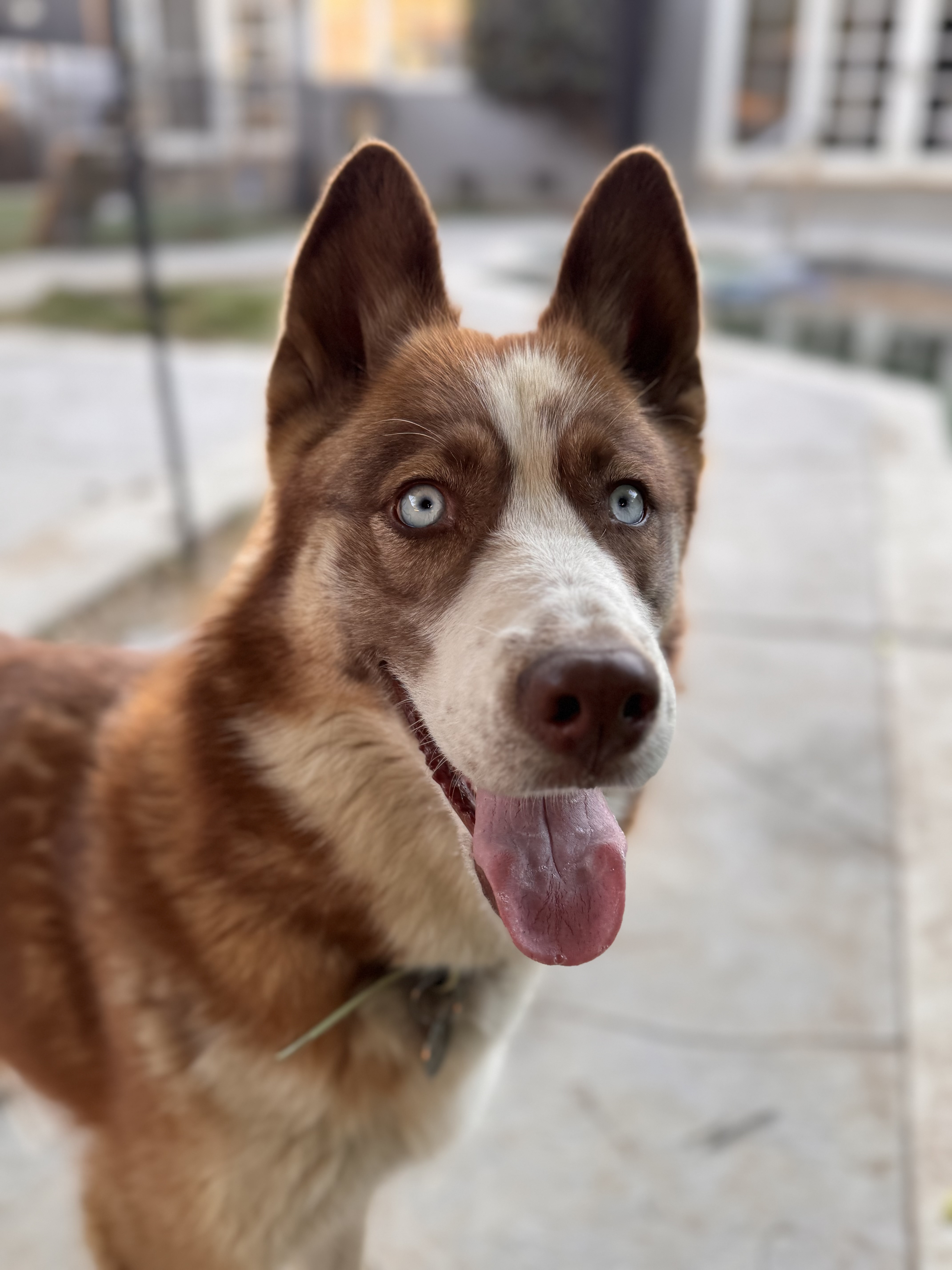 Enlarge Meadow, a Adoptable mixed breed in Burbank, CA image 2/6