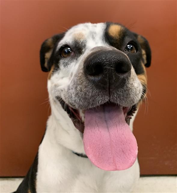 RAVEN, Adoptable, Young Female Australian Cattle Dog / Blue Heeler & Pit Bull Terrier.