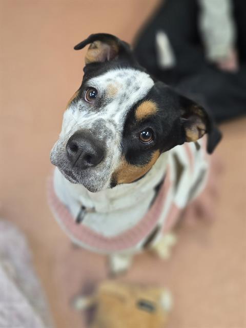 RAVEN, Adoptable, Young Female Australian Cattle Dog / Blue Heeler & Pit Bull Terrier.