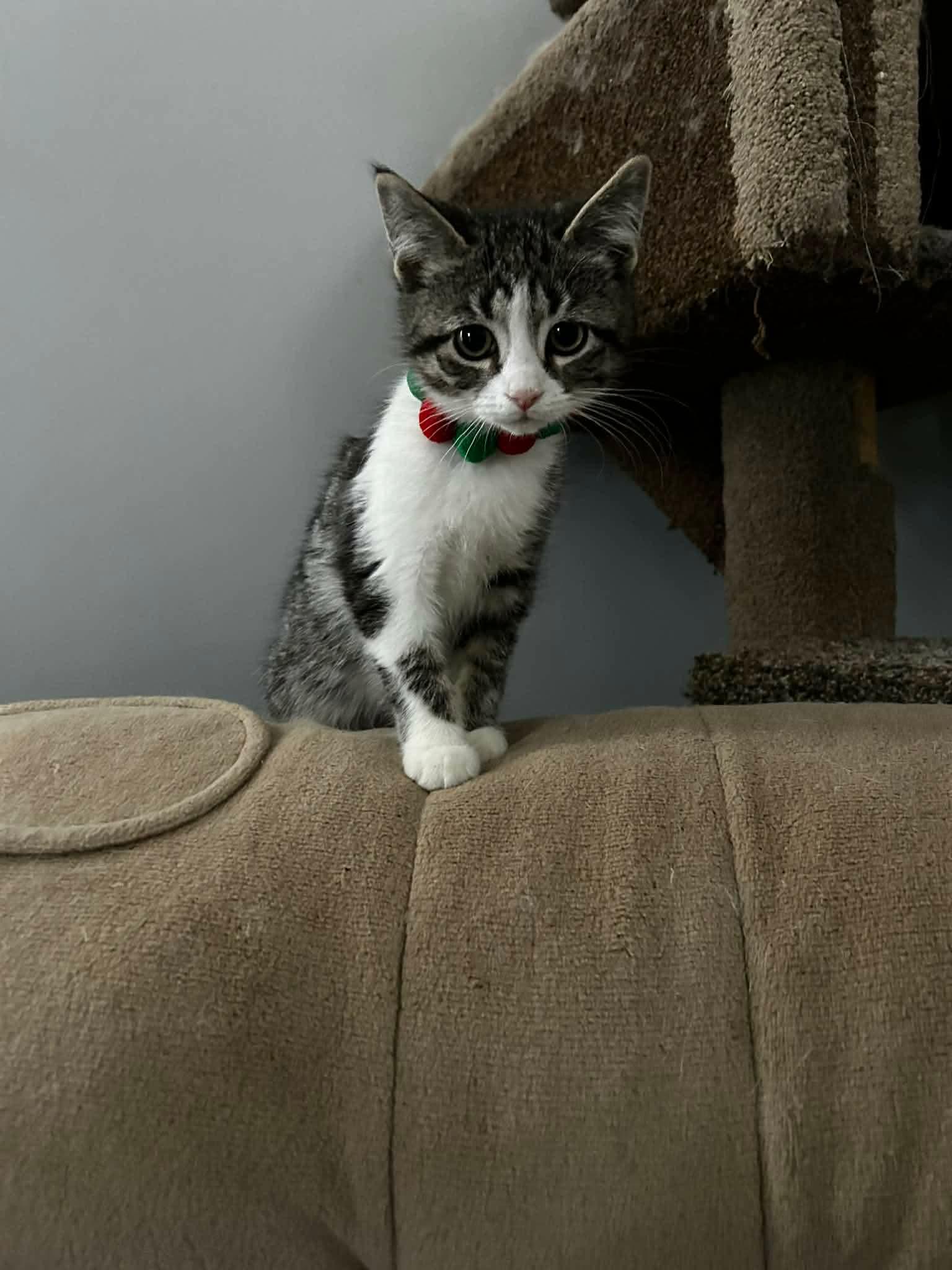 Enlarge CUPCAKE, an adopted Domestic Short Hair in Tillsonburg, ON image 3/4