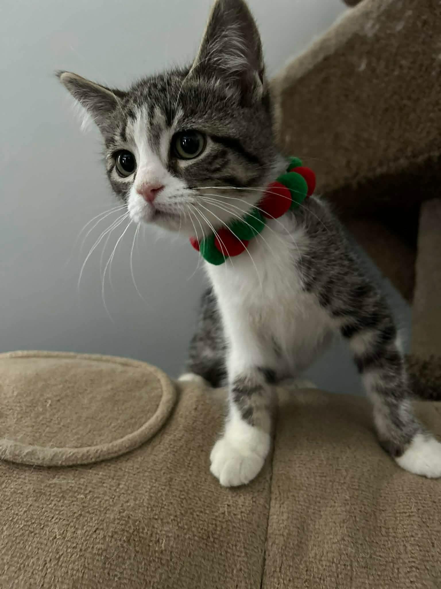 Enlarge CUPCAKE, an adopted Domestic Short Hair in Tillsonburg, ON image 2/4