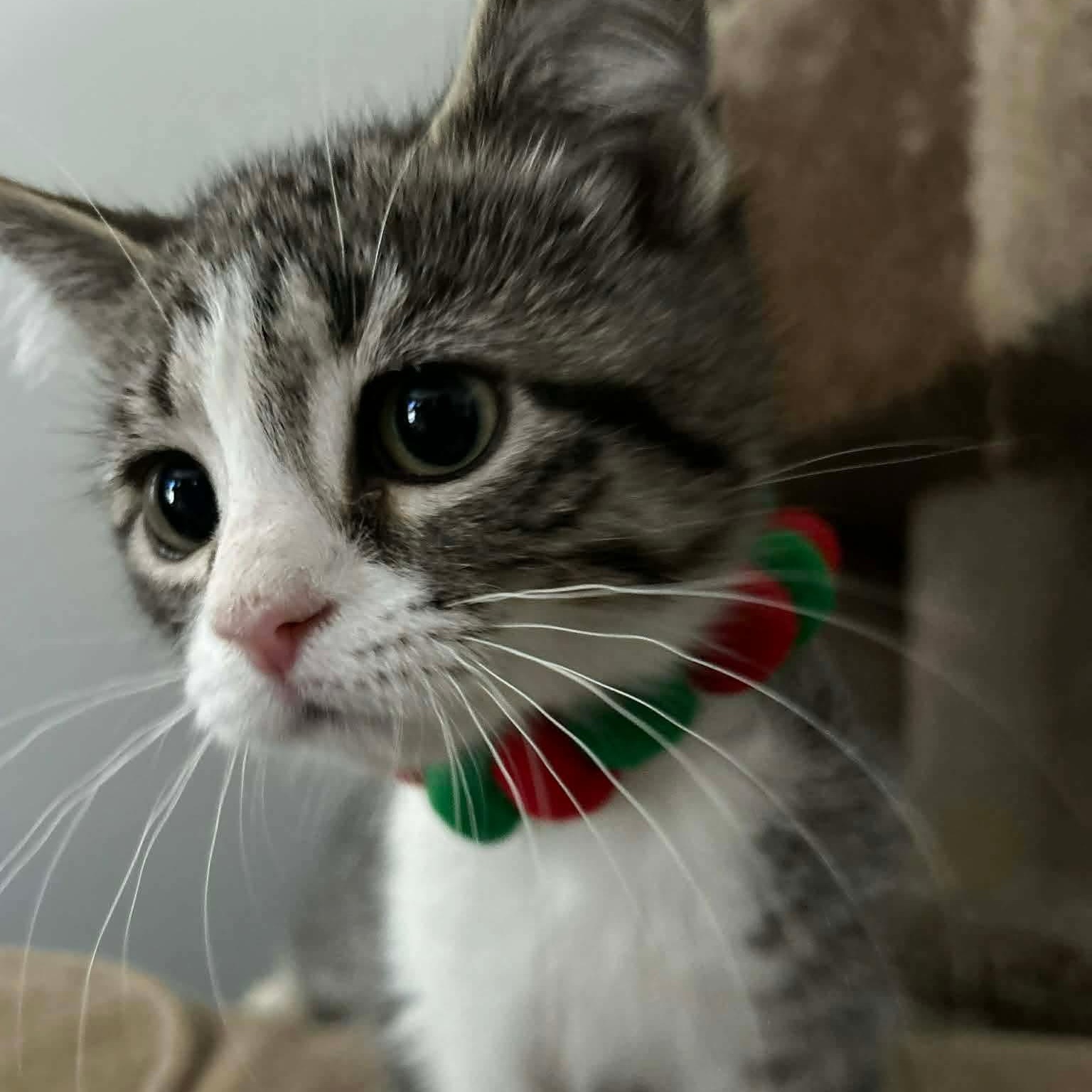 Enlarge CUPCAKE, an adopted Domestic Short Hair in Tillsonburg, ON image 1/4