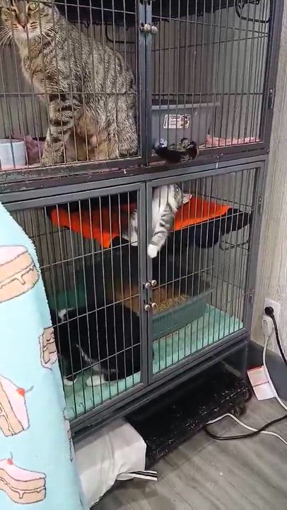 Enlarge CUPCAKE, an adopted Domestic Short Hair in Tillsonburg, ON video 4/4