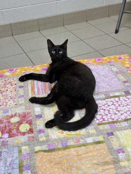 Ice Cream Sundae, Adoptable, Adult Female Domestic Short Hair & Domestic Short Hair.