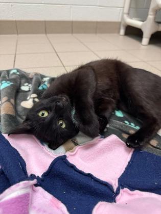 Ice Cream Sundae, Adoptable, Adult Female Domestic Short Hair & Domestic Short Hair.