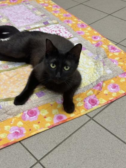 Enlarge Ice Cream Sundae, a Adoptable mixed breed in Traverse City, MI image 2/3