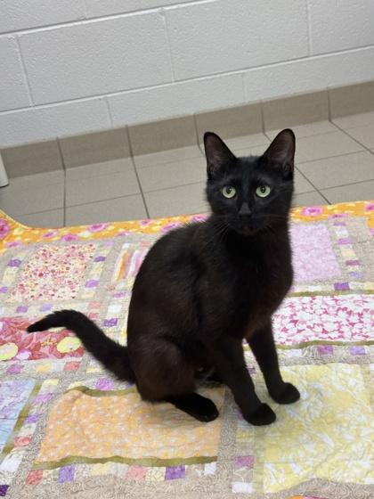 Enlarge Ice Cream Sundae, a Adoptable mixed breed in Traverse City, MI image 3/3