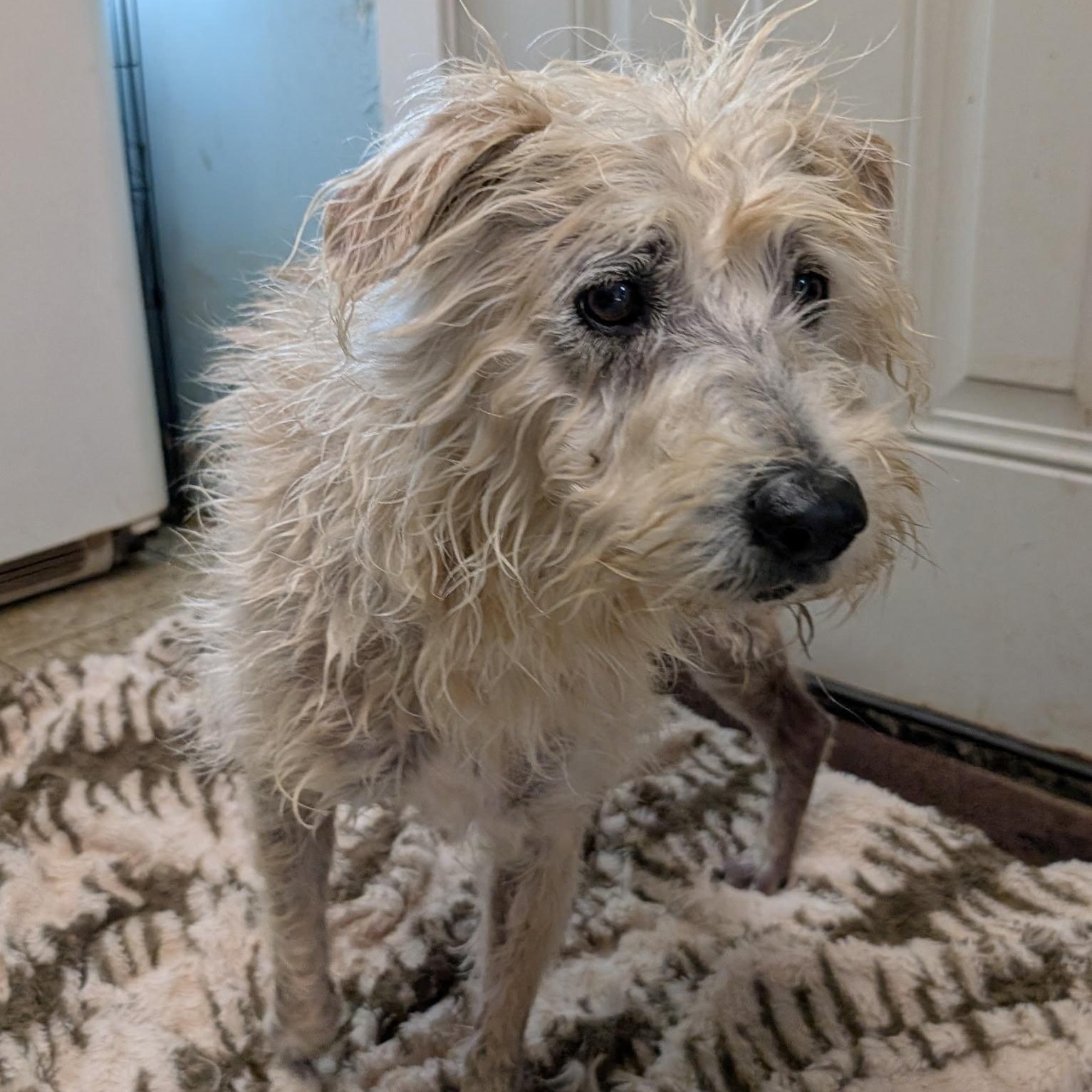 Bandit, ADOPTABLE, Adult Male Airedale Terrier.