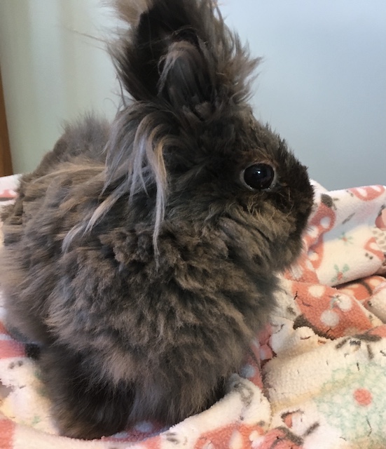 Enlarge Fizzgig, a Adoptable Lionhead in Pittsburgh, PA image 2/6