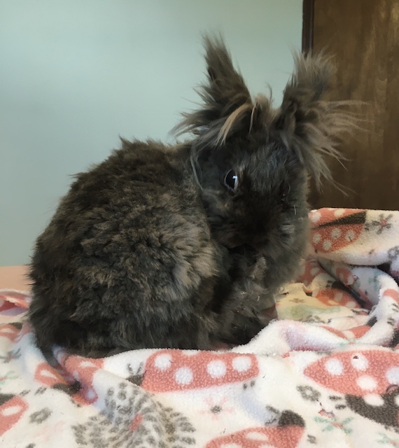 Enlarge Fizzgig, a Adoptable Lionhead in Pittsburgh, PA image 4/6