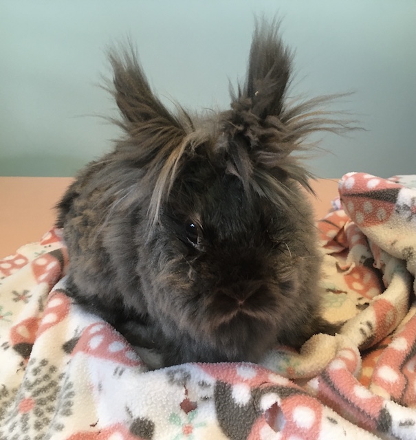 Enlarge Fizzgig, a Adoptable Lionhead in Pittsburgh, PA image 3/6