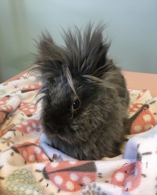 Enlarge Fizzgig, a Adoptable Lionhead in Pittsburgh, PA image 5/6