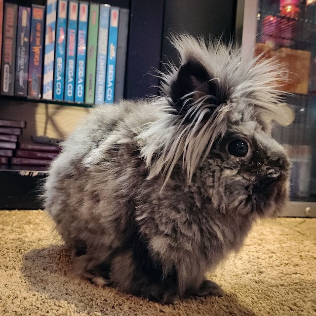 Enlarge Fizzgig, a Adoptable Lionhead in Pittsburgh, PA image 1/6
