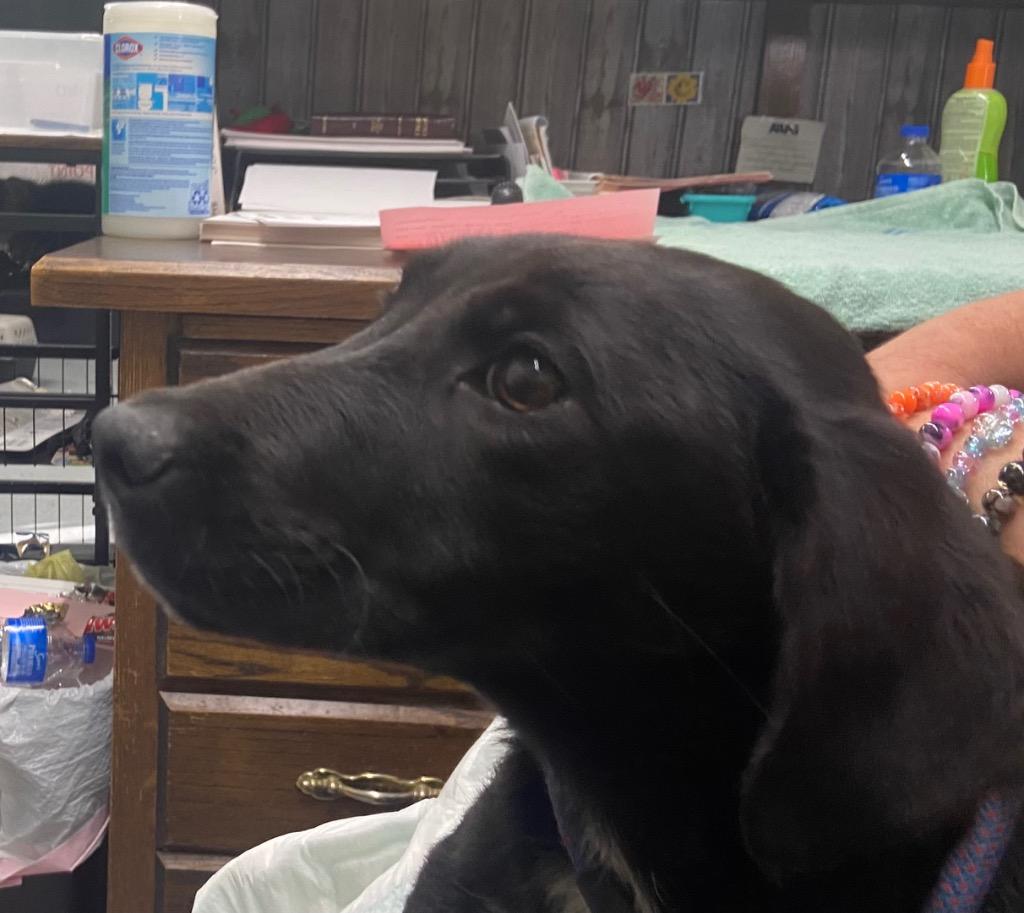 Enlarge Mariah, a Adoptable mixed breed in Beebe, AR image 1/1