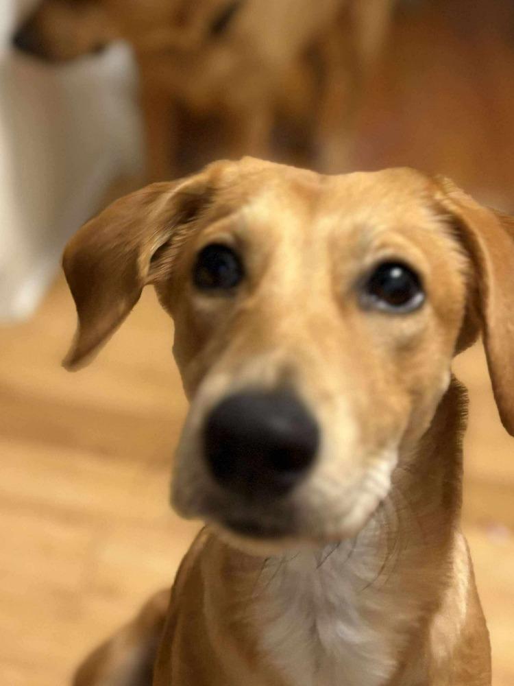 Enlarge Molly, a Adoptable mixed breed in Valley Stream, NY image 2/6