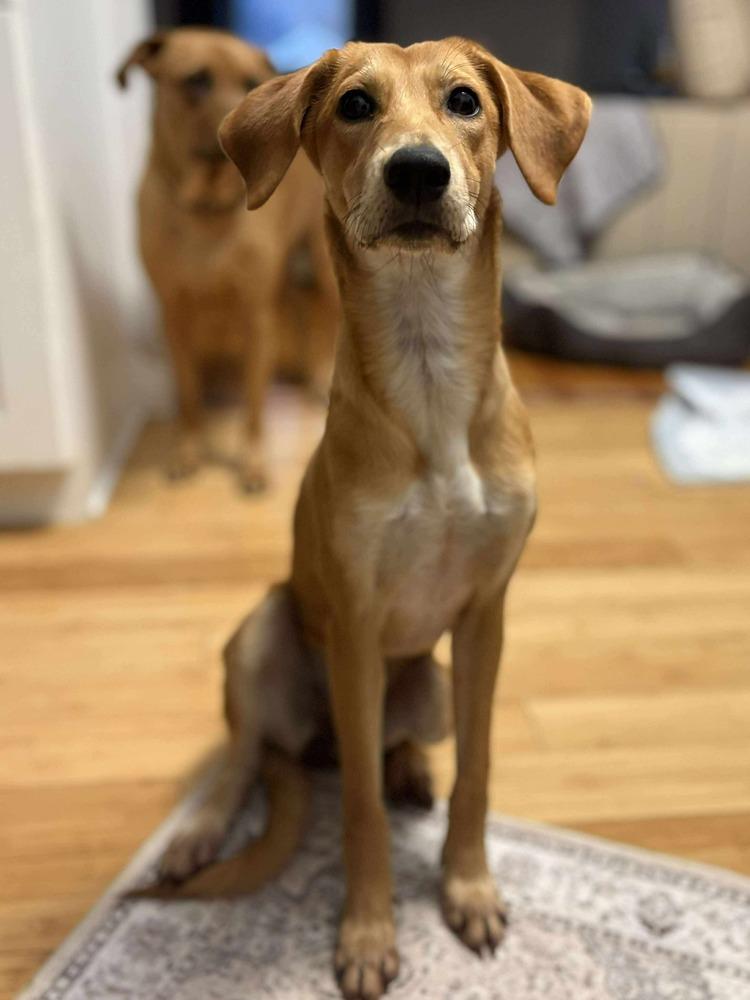 Enlarge Molly, a Adoptable mixed breed in Valley Stream, NY image 3/6