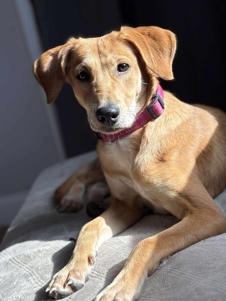 Enlarge Molly, a Adoptable mixed breed in Valley Stream, NY image 4/6