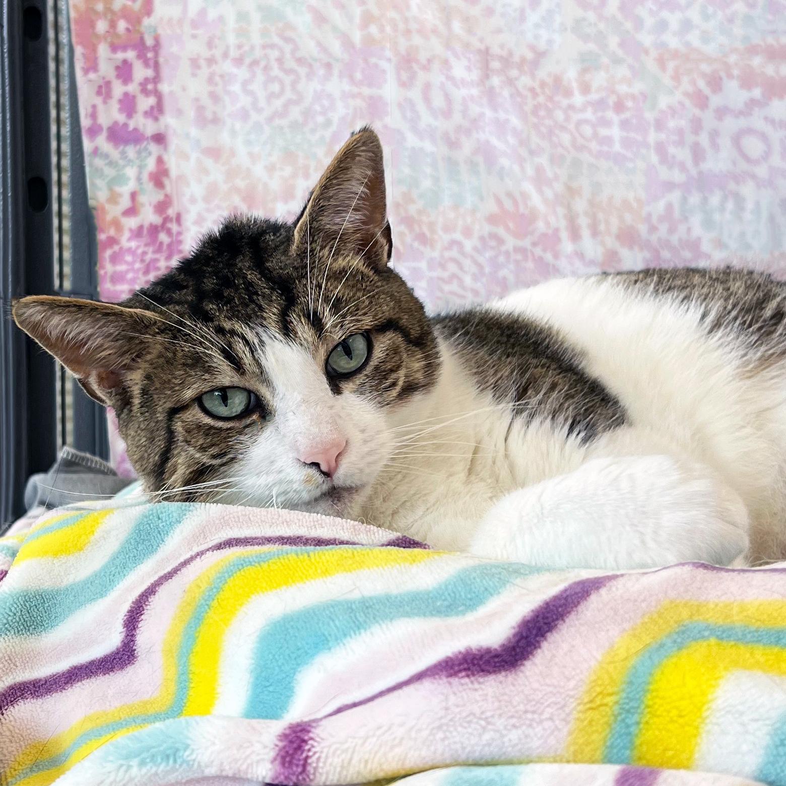 Enlarge Brutus, a ADOPTABLE Domestic Short Hair in St. Louis, MO image 1/1
