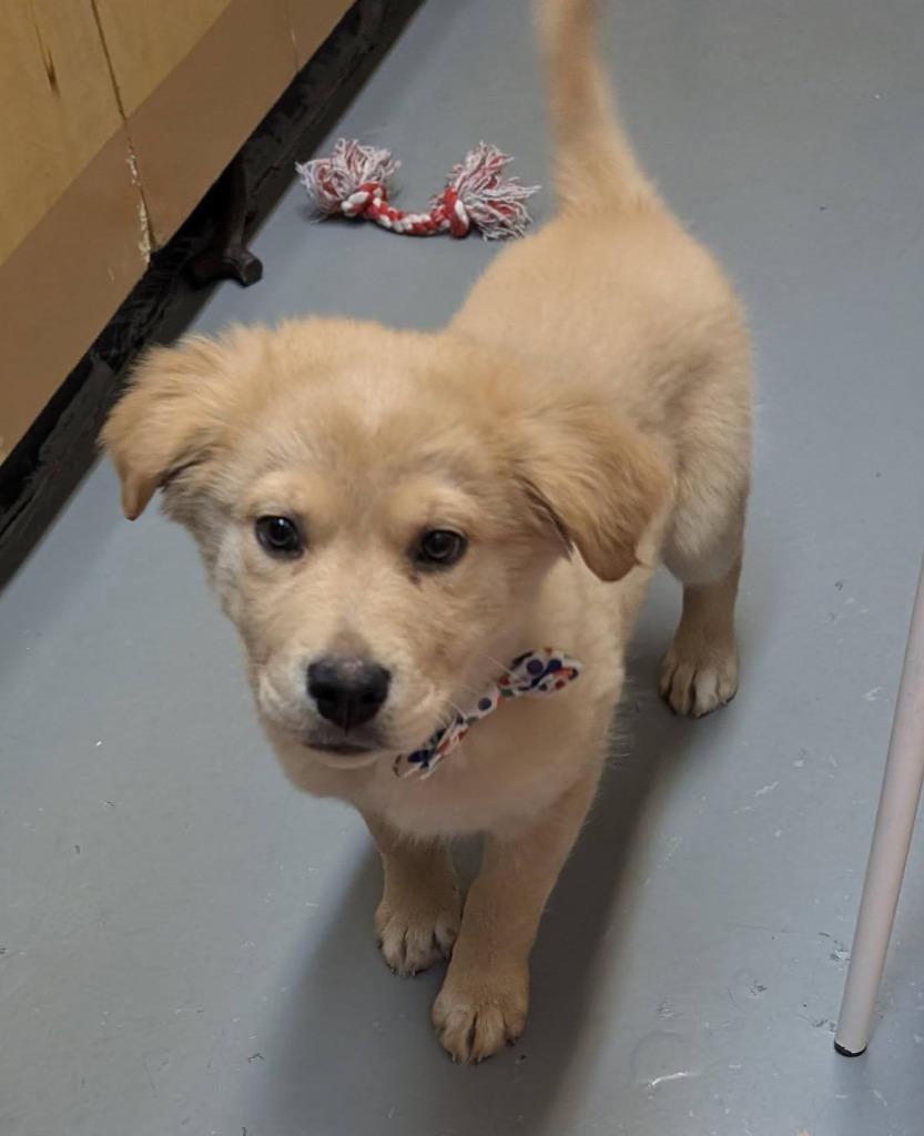 Niro, Adopted, Puppy Male German Shepherd Dog & Golden Retriever.