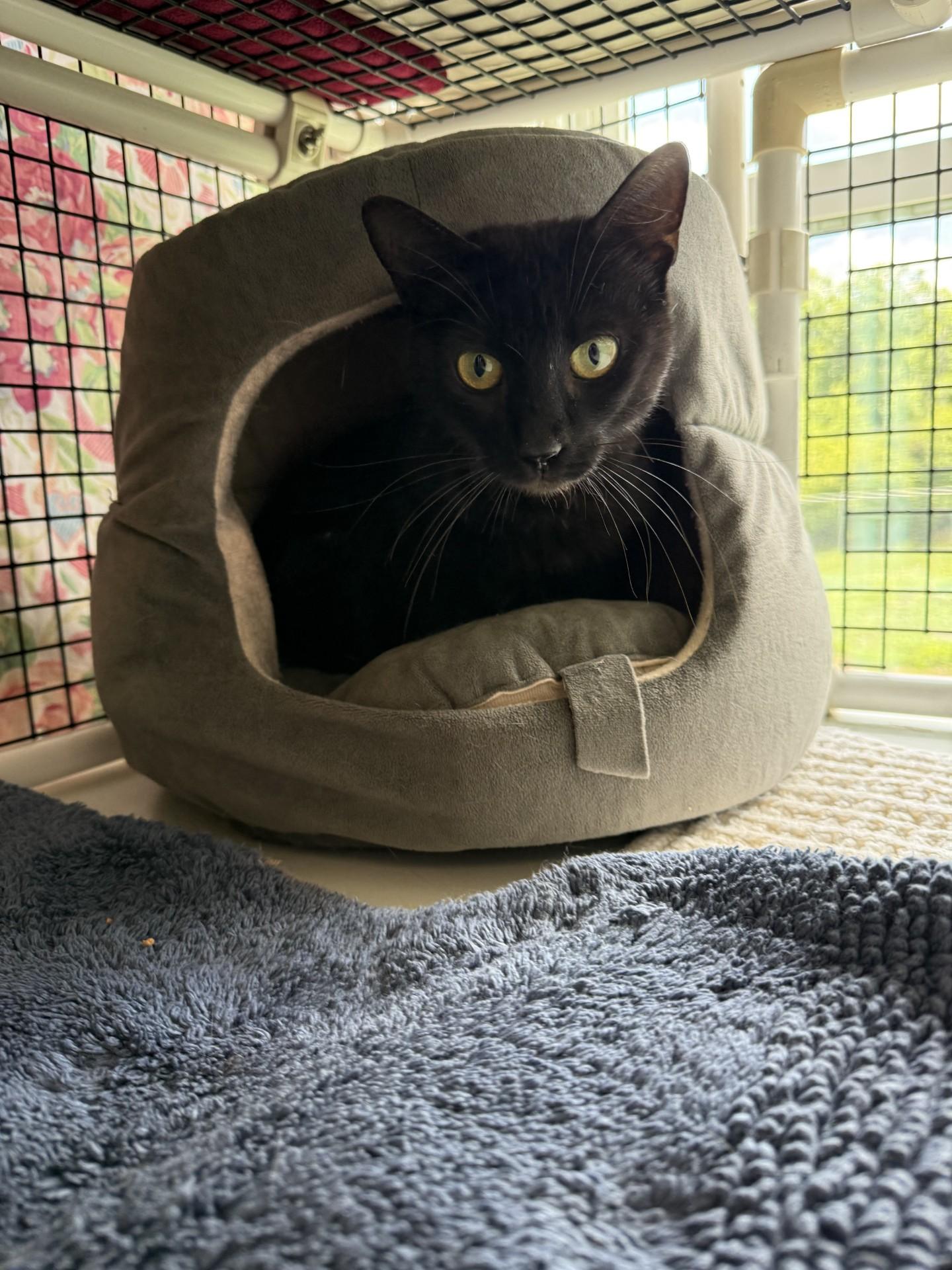 Spinach, adopted, Adult Female Domestic Short Hair.
