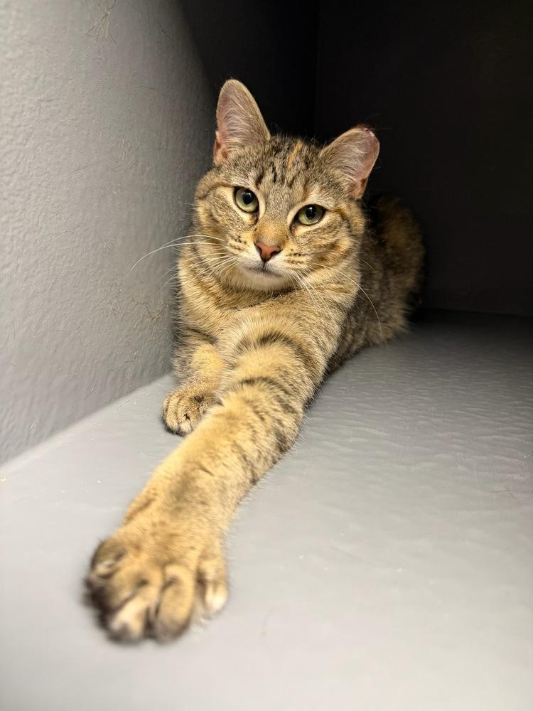 Paisley, Adoptable, Kitten Female Domestic Medium Hair.