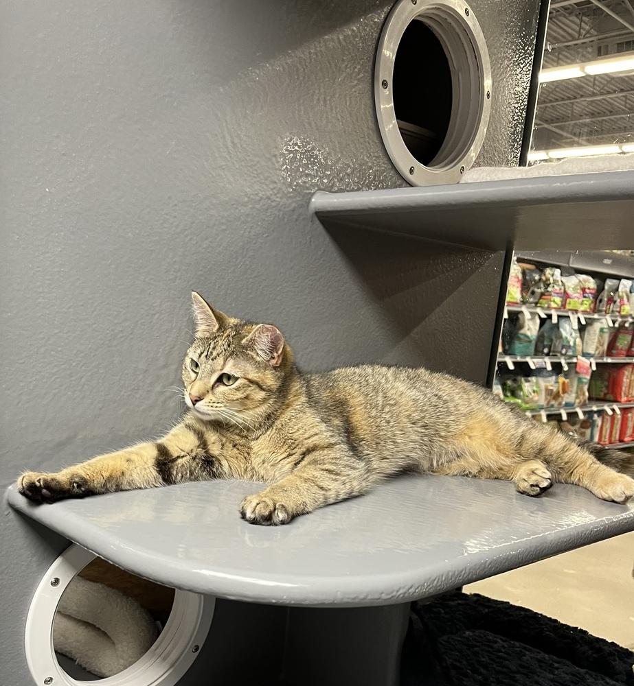 Paisley, a Adoptable Domestic Medium Hair in East hartford, CT image 2/2