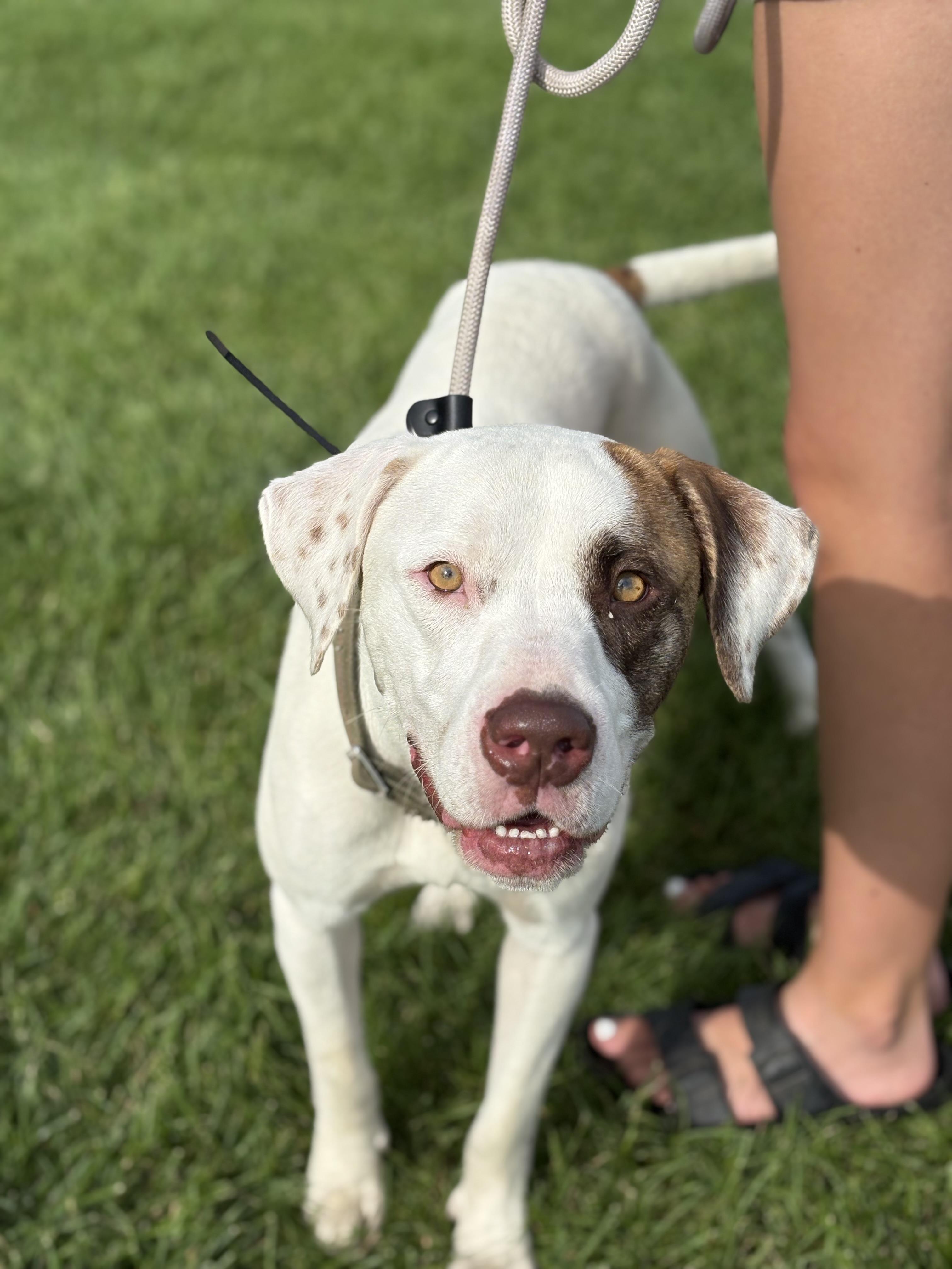 Scrappy, a Adoptable mixed breed in Zimmerman, MN image 1/3