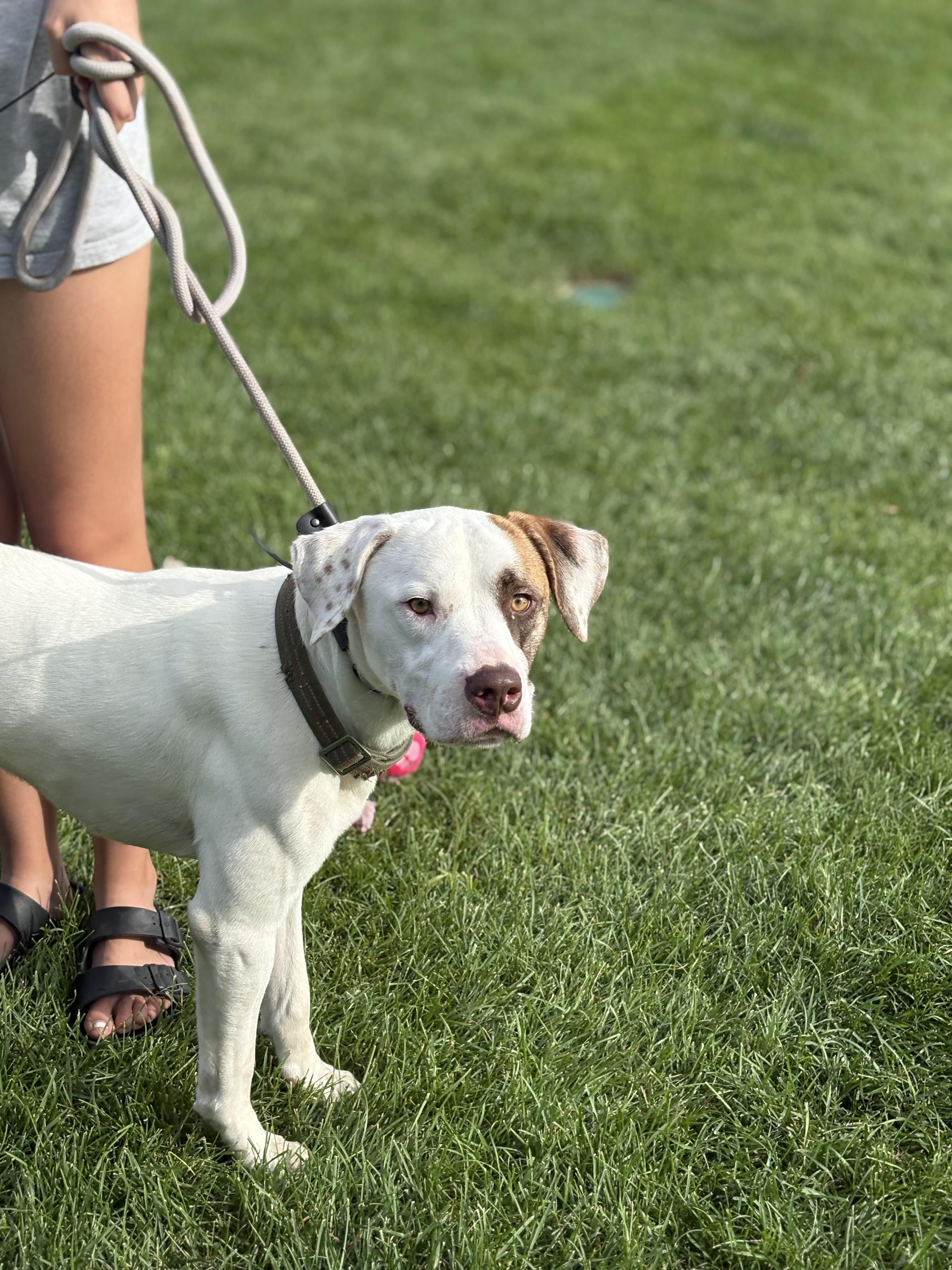 Scrappy, a Adoptable mixed breed in Zimmerman, MN image 3/3