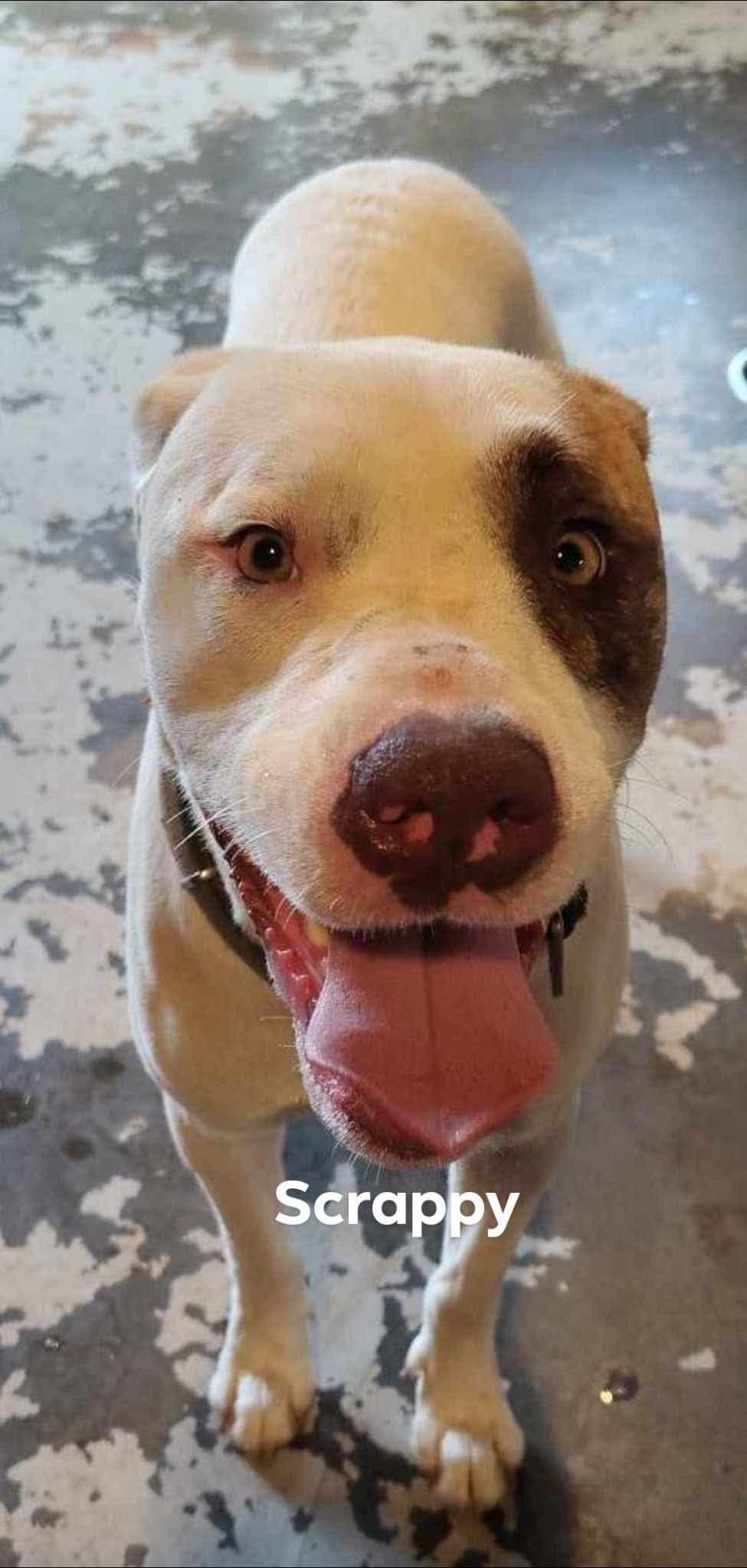 Scrappy, a Adoptable mixed breed in Zimmerman, MN image 2/3