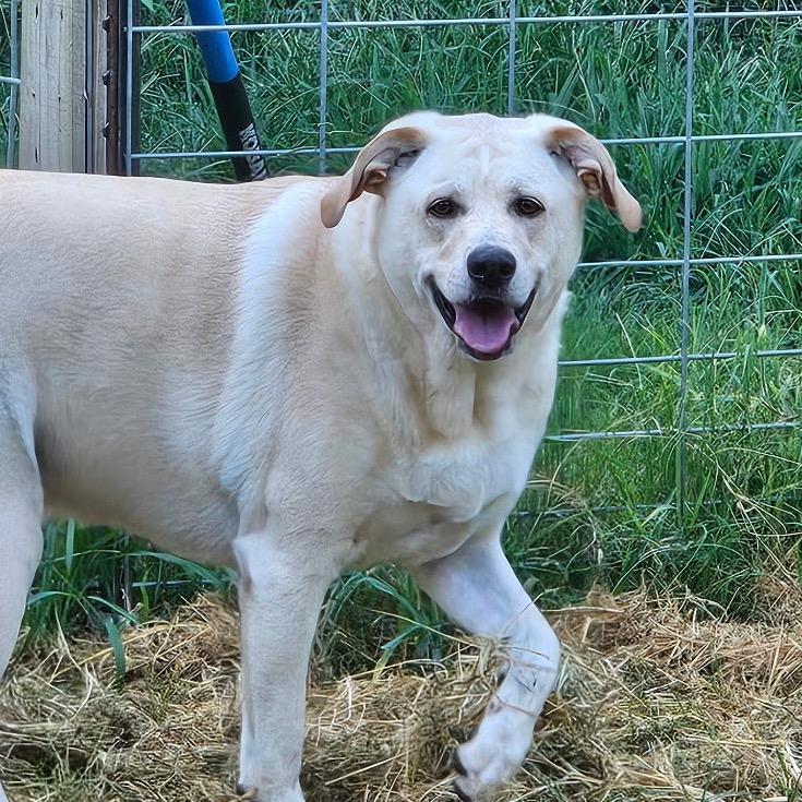 Gracie, Adoptable, Adult Female Great Pyrenees & Labrador Retriever.